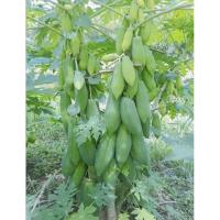 ราคา เมล็ดพันธุ์มะละกอแก้วกลางดงPapayaขนาด1ซอง2กรัม(ประมาณ150เมล็ด) ซื้อ2ซองแถม1ซองคละสายพันธุ์ได้ (7253424960)