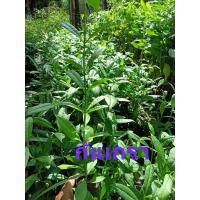 ราคา ต้นกันเกราตำเสามันปู (12454547536)