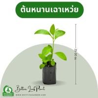ราคา ต้นหนานเฉาเหว่ย (ป่าช้าเหงา, Bitter Leaf Plant) ไร่กฤติยา - กิ่งปักชำความสูง 25-30 ซม (28156039963)