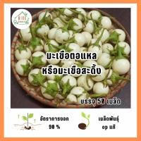 ราคา เมล็ดพันธุ์มะเขือตอแหลหรือมะเขือสะดิ้ง 50 เมล็ด (40768355273)