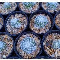 ราคา แคคตัส แมมลูกกอล์ฟ Mammillaria Humboldtii Cactus แคคตัส กระบองเพชร (7555670331)