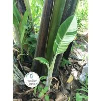 ราคา หน่อกล้วยตานีด่าง 1หน่อ (ขุดสด) (25976798000)