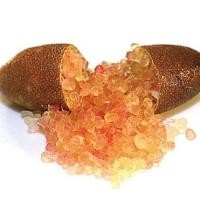 ราคา ต้นมะนาวนิ้วมือ มะนาวคาเวียร์ Finger lime พันธุ์ JUDY’S EVERBEARING ลำต้นสูง 30 ซม (11213488385)