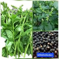 ราคา เมล็ดผักปลัง 50 เมล็ด ผักปลังขาว ผักปลังเขียว ผักปั๋ง ผักปั่ง (25209502363)