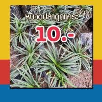 ราคา ต้นหนวดปลาดุกแคระ (มีราคาส่ง) ต้นไม้มงคล ต้นไม้ฟอกอากาศ ต้นไม้จิ๋ว ต้นไม้ในห้อง เลี้ยงง่าย ตกแต่งห้อง จิ๋ว ราคาถูก (9853510032)