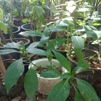 ราคา ต้นอังกาบหนู ชาอังกาบ สมุนไพร เขี้ยวแก้ว เขี้ยวเนื้อ เพาะเมล็ด (7333068258)