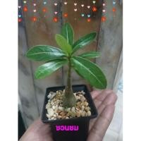 ราคา ต้นชวนชมต้นจิ๋วขนาดเล็ก (7209175682)