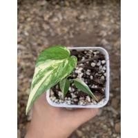 ราคา อิพิด่างขาวไซส์เล็ก อิพิด่าง (13512800853)