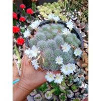 ราคา รีบูเทีย แคคตัส Rebutia pulvinosa รีบูเทียดอกขาว กระถาง2นิ้ว (9532546214)