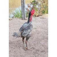 ราคา ไข่เชื้อป่าก๋อยสีเยียร์ (15498284136)