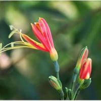 ราคา ว่านเสน่ห์มหาลาภไม้มงคลเสริมโชคลาภ (24435241686)