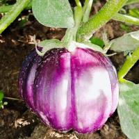 ราคา 50 เมล็ด มะเขือ มะเขือขื่น มะเขือเสวย มะเขือขันคำ เมล็ดพันธุ์แท้ Non - GMO Eggplant Seeds มะเขือจานม่วง (26342517928)