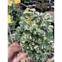 ราคา เล็บครุฑด่าง กระถาง 6 นิ้ว (8531606337)