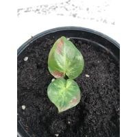 ราคา บอนสี ชายชล บอนสีสวยงาม (13619860538)