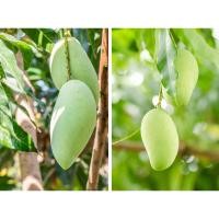 ราคา มะม่วงน้ำดอกไม้ดิบ(คัดเกรด+มีส่งด่วน)มะม่วงเปรี้ยว มะม่วงเปรี้ยวสด มะม่วงน้ำดอกไม้สด มะม่วงดิบ มะม่วงสด (27020689392)