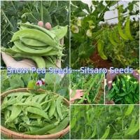 ราคา เมล็ด : เมล็ดถั่วหิมะ Green Peas Snow Peas Seeds ถั่วลันเตาหิมะ เมล็ดถั่วลันเตา เมล็ดผัก เมล็ดพันธุ์ ถั่วหวาน 10 เมล็ด (43267057741)