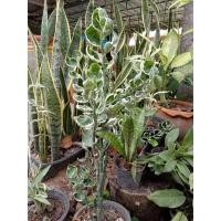 ราคา ต้นนางกวักราชินิ ต้นไม่เรียกทรัพย์ (6093168858)