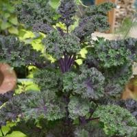 ราคา 50 เมล็ด ผักเคล (Kale) หรือ ผักคะน้าใบหยิกสีม่วง (43422566796)