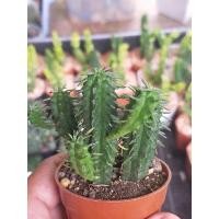 ราคา ยูโฟเบีย กระถาง 2 นิ้ว (19962608454)