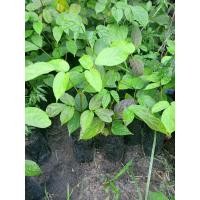 ราคา ต้นกล้าเพกา(ลิ้นฟ้าเตี้ย) (8411710669)