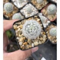 ราคา ตะบองเพชร คามิเน่ขาว (12724633212)