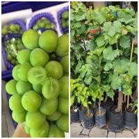 ราคา ต้นองุ่นญี่ปุ่น องุ่นไชน์มัสแคท (Shine Muscat) มีลักษณะเด่น คือ ผลกลม ขนาดใหญ่ (19027826968)