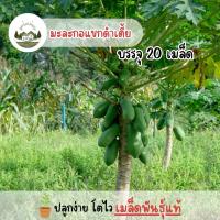 ราคา ราคาถูก มะละกอแขกนวลดำเนิน(เตี้ย) 20 เมล็ด (25886696335)