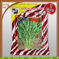 ราคา เมล็ดพันธุ์ผักบุ้ง ผักบุ้งจีน ไผ่รุ่งเรือง แดง (1 กิโลกรัม) เมล็ดผักบุ้งจีนเรียวไผ่ เมล็ดพันธุ์ผักสวนครัว ตราปลาทอง (7379791722)