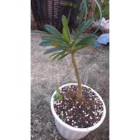 ราคา เมล็ดมะพร้าวทะเลทราย (4884214249)