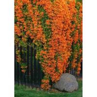 ราคา ต้นพวงแสด ไม้เลื้อย ดอกสีแสด (12374816245)