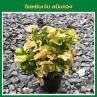 ราคา [ต้นไม้จิ๋ว] ต้นหยิบเงินหยิบทอง หรือต้นผักเป็ดแดง ไม้มงคลคลุมดิน สามารถตั้งโต๊ะทำงาน เป็นของขวัญของชำร่วย (21273050913)