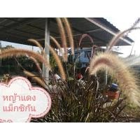 ราคา TLPหญ้าแดงแม็กซิ​กัน​ปลูกประดับคาเฟ่​ ร้านกาแฟ​ แต่งสวนบ้าน little​ plants​ ต้นไม้​เล็ก​ๆ​ (8138224121)