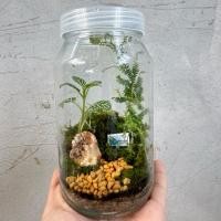 ราคา สวนขวดระบบปิด/ Terrarium (29115951971)