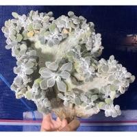ราคา Echeveria Frosty ไม้คริส กุหลาบหิน ไม้อวบน้ำ succulent (10345554224)