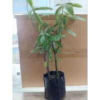 ราคา โสมไทย ต้นโสมไทย กิ่งชำในถุงดำ รากมีหัวเป็นหัวโสม ไม้ชอบแดด (25100177596)