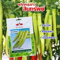 ราคา เมล็ด เมล็ด เมล็ดพริกหนุ่มขาว สินทรัพย์ ตราศรแดง Hot Pepper อินทรีย์พริกหนุ่มขาว อินทรีย์เพาะประหย ผักบุ้ (22865742402)