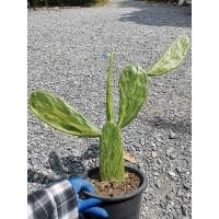 ราคา R1- เสมาด่าง 1 ต้น ตรงปก opantia​ เสมา โอพันเทีย โอพันเทียด่าง ตอด่าง ไม้ด่าง Cactus แคคตัส กระบองเพชร ไม้อวบน้ำ (8685678123)