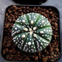 ราคา แอสโตรไฟรตัม​ ซุปเปอร์(Astrophytum)​ (5866761759)