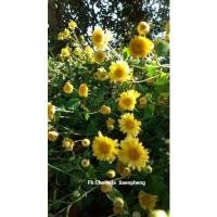 ราคา ต้นเก็กฮวยเหลืองพร้อมปลูก แก้ว4ออน2ต้น (14063727452)