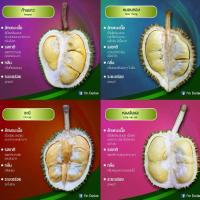 ราคา ทุเรียนจิ๋วคละ หมอนทอง ชะนี ก้านยาว พวงมณี กระดุมทอง นกหยิบ ทองย้อย กบชายน้ำ (27703185756)