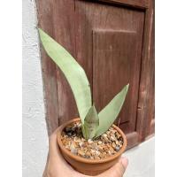 ราคา ลิ้นมังกรเงิน ลิ้นมังกรใบเงิน ลิ้นมังกรมูนไชน์ จัดส่งในกระถางสวยตามภาพ พร้อมหินโรย เลือกต้นได้ตามภาพค่ะ (6450284166)