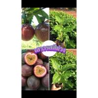 ราคา ต้นเสาวรสไทนุง หรือเสาวรสสีม่วง ชุด5ต้นเพาะเมล็ด รสชาติหวานอมเปรี้ยวต้นพันธุ์แข็งแรงพร้อมปลูก ปลูกได้ทุกสภาพดิน ดูแลง่าย (25569509021)