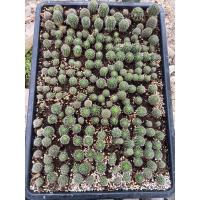 ราคา ต้นกระบองเพชร_แคคตัส_อิชินอปซิส_Echinopsis Calochlora Cactus_ตระกูลดาวล้อมเดือน (8573958179)