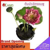ราคา อินทรีย์็ด อินทรีย์็ด Uland ผักบุ้งบัวฉัตรชมพู ผักบุ้งบัว บัวฉัตรชมพู บัวฉัตร ผักบุ้งบัวชมพู บัวหลวง บัวไหว้พระ สวนบัว ผ (19576854547)