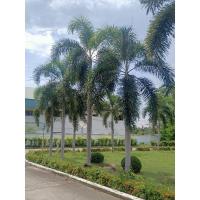 ราคา เมล็ดปาล์มหางกระรอก ไม้ประดับกลางสนาม นอกอาคารเมล็ดละ 3 บาท (8756975096)