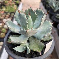 ราคา อากาเว่ Agave isthmensis 'Kabutogani' (24176162363)