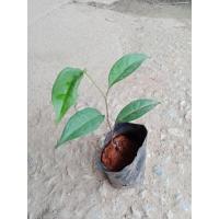 ราคา ต้นพันธุ์ คีเปล ต้นคีเปล Kepel ผลไม้ตัวหอม พร้อมปลูกในถุงดำ 199 บาท (26207536603)