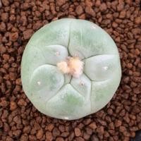 ราคา กระบองเพชร Lophophora fricii daiibo ginkamuri (7140791072)