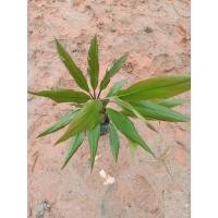 ราคา ต้นพันธุ์ หมากผู้หมากเมีย สีเขียว ถุงดำพร้อมปลูก 29 บาท (28664437148)