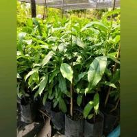 ราคา ต้นมั่งมี เป็นต้นไม้มงคลมีแต่ความร่ำรวยมั่งมี ที่คนยุคใหม่นิยมปลูก (42605498384)